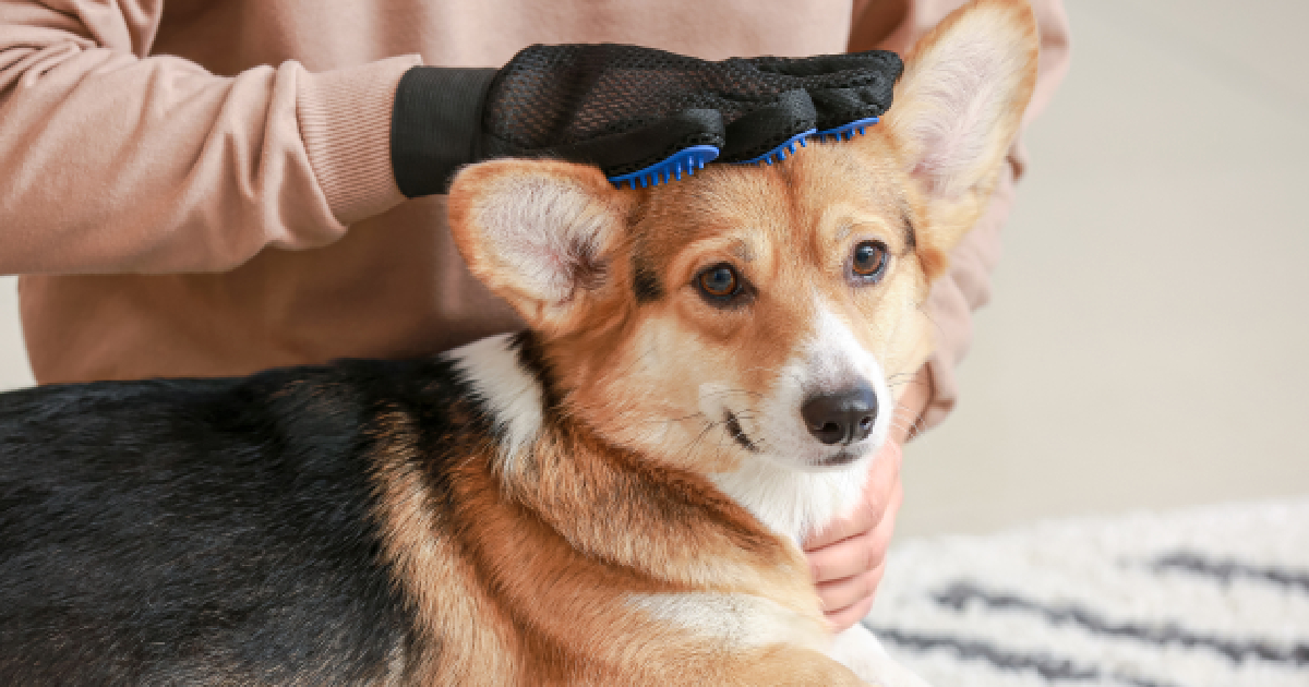 dog grooming gloves