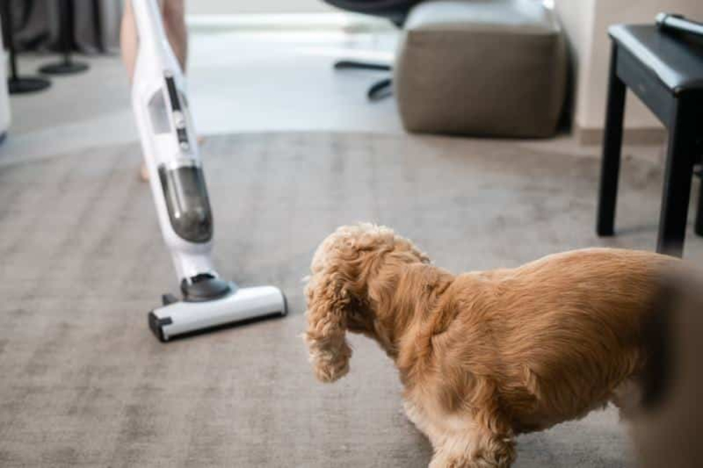 dog is watching the cleaning in the house with a vacuum cleaner