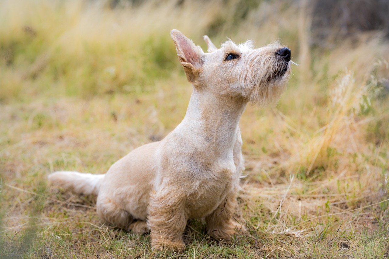 dog outside listening