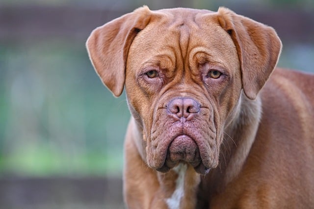 dogue de bordeaux 4360237 640