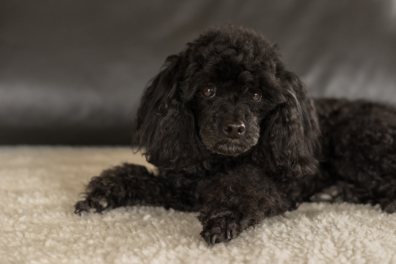 dwarf poodle black 3294512 1280