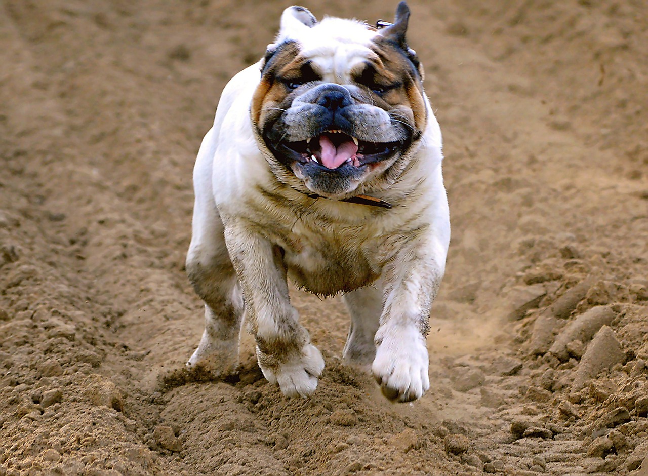 english bulldog 2304968 1280 1