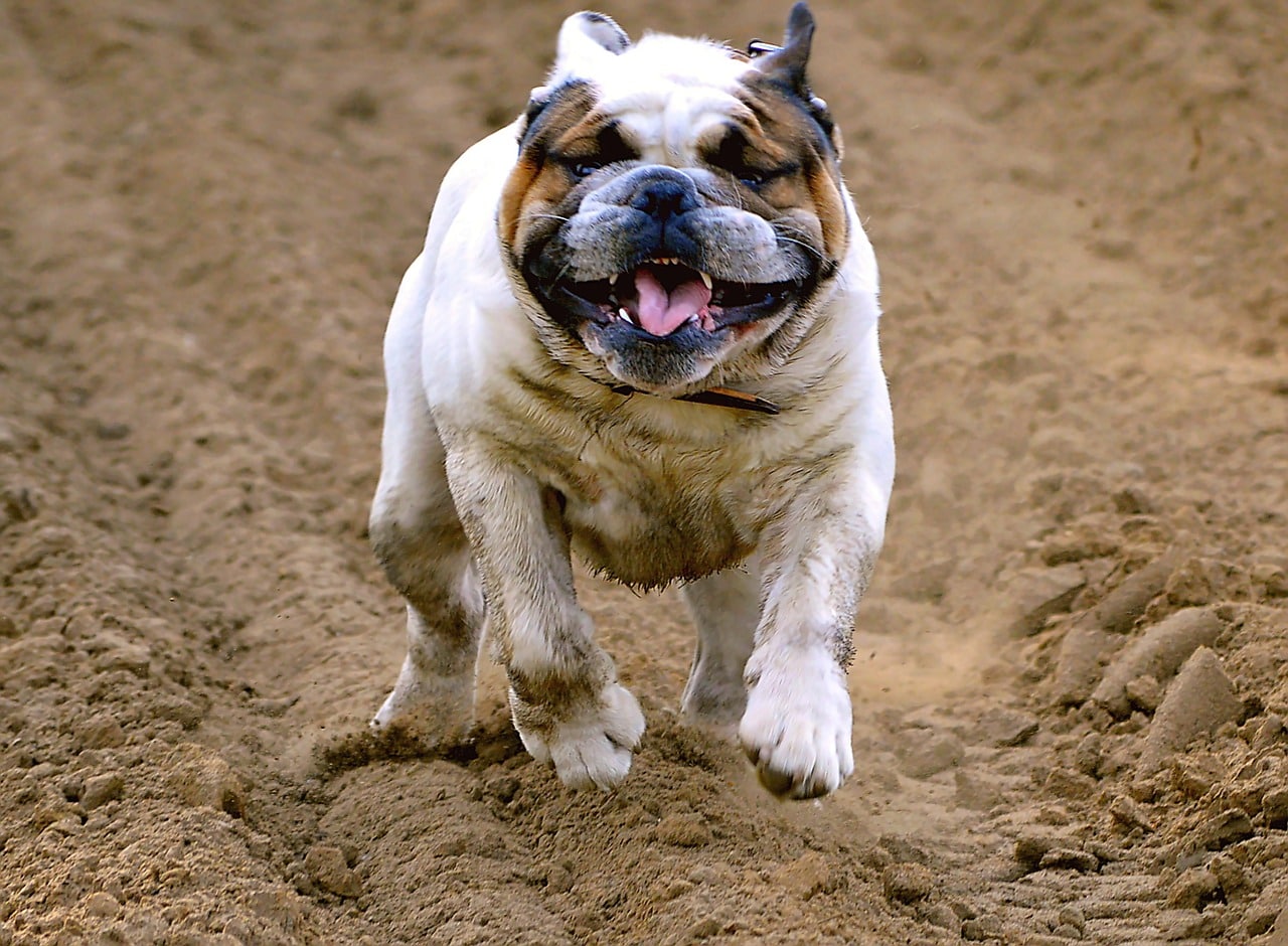 english bulldog 2304968 1280