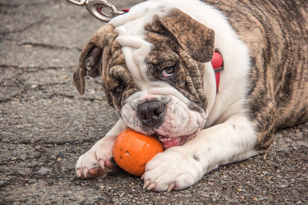 english bulldog 2432205 1280