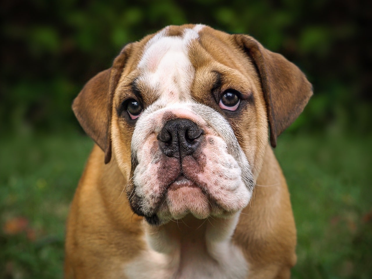 english bulldog 3034226 1280