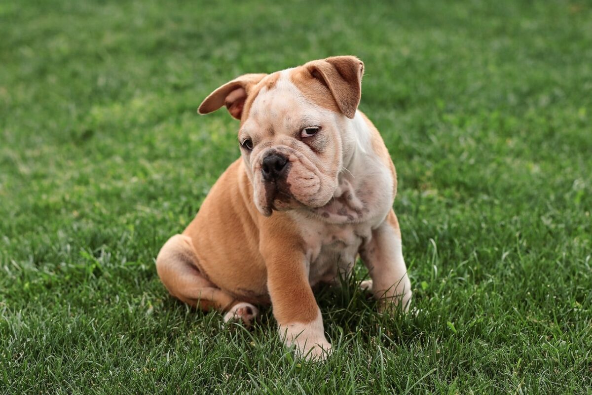 english bulldog 5422020 1280 e1730545423835