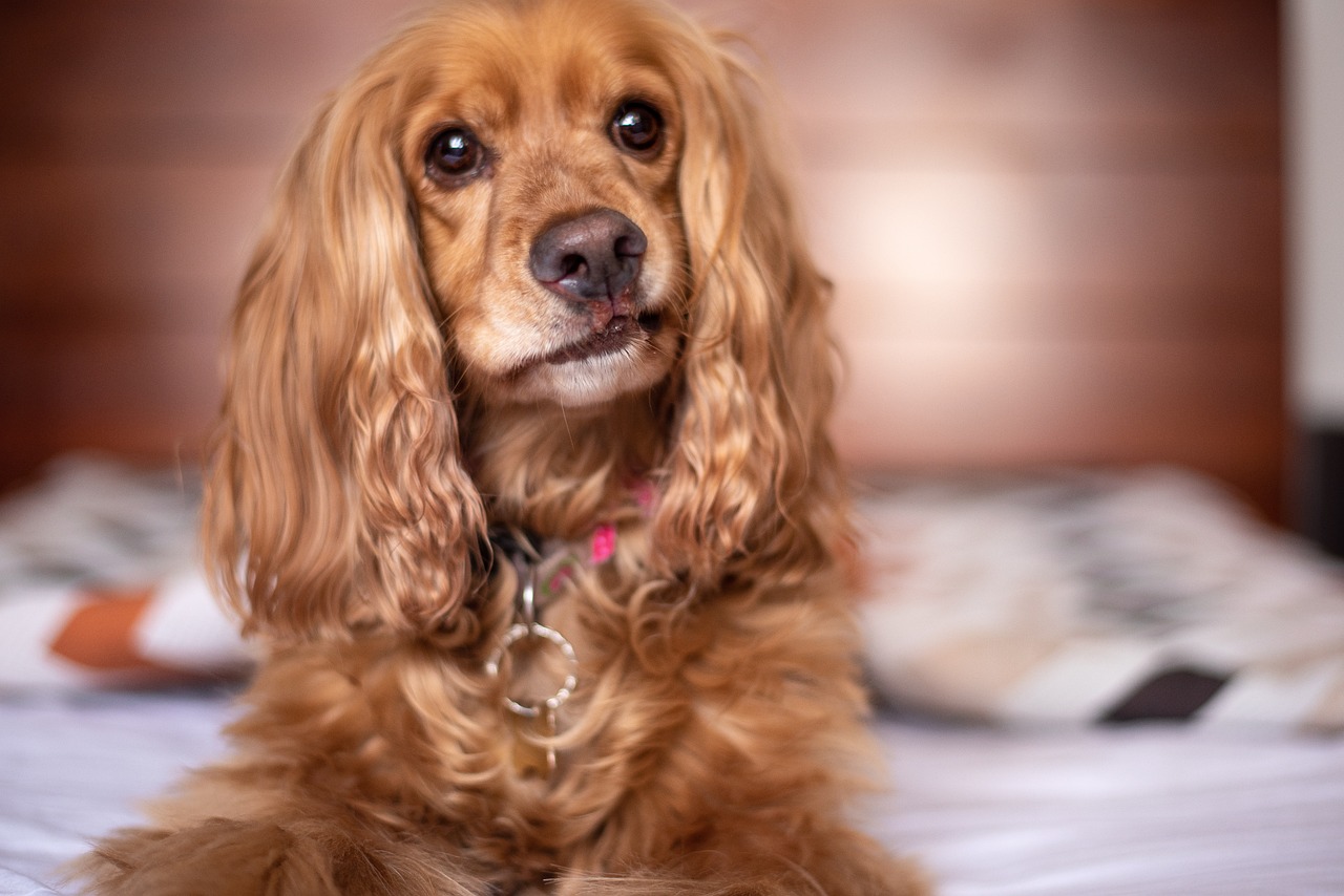 Cocker Spaniel