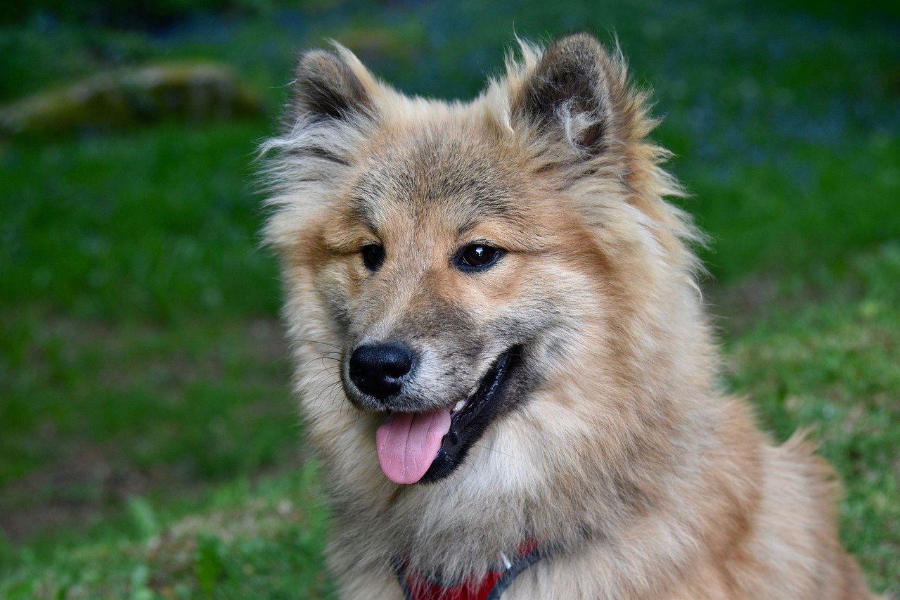 eurasier 7823191 1280 1