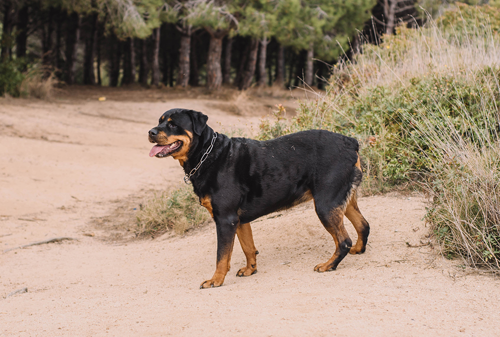 female german rottweiler with docked tail Dolores Preciado Shutterstock