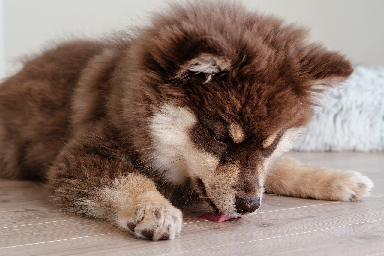 finnish lapphund 8355618 1280 1