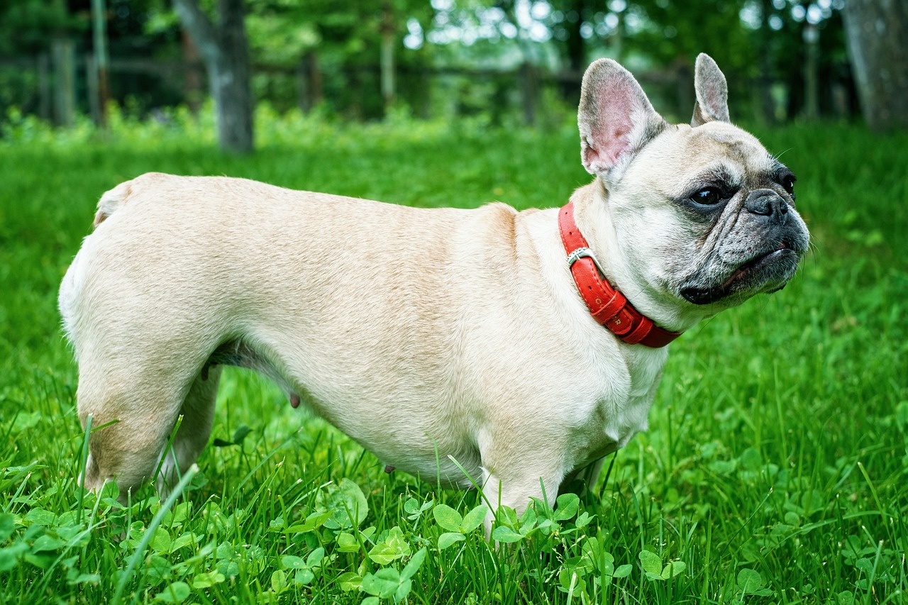 french bulldog 1482724 1280 3 1