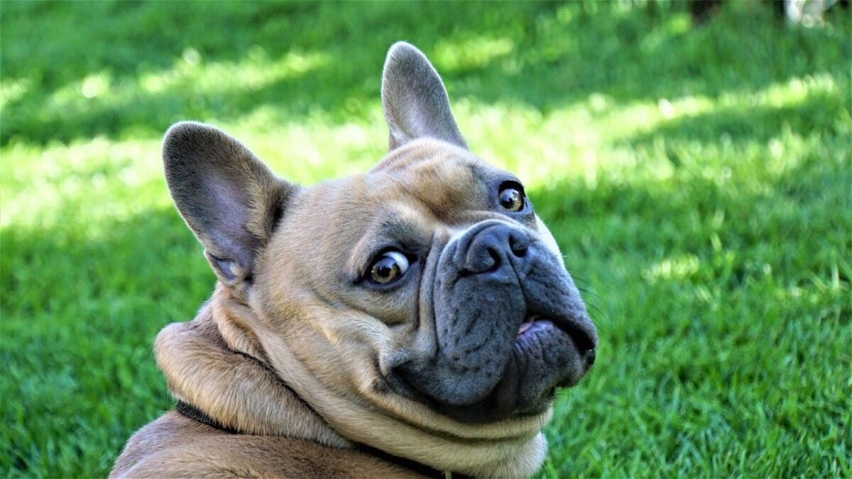 French Bulldog