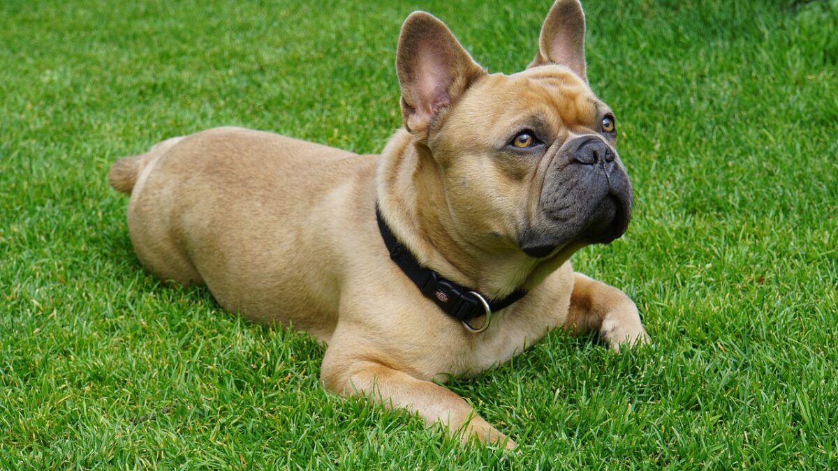 french bulldog 4347043 1280 e1726735272879