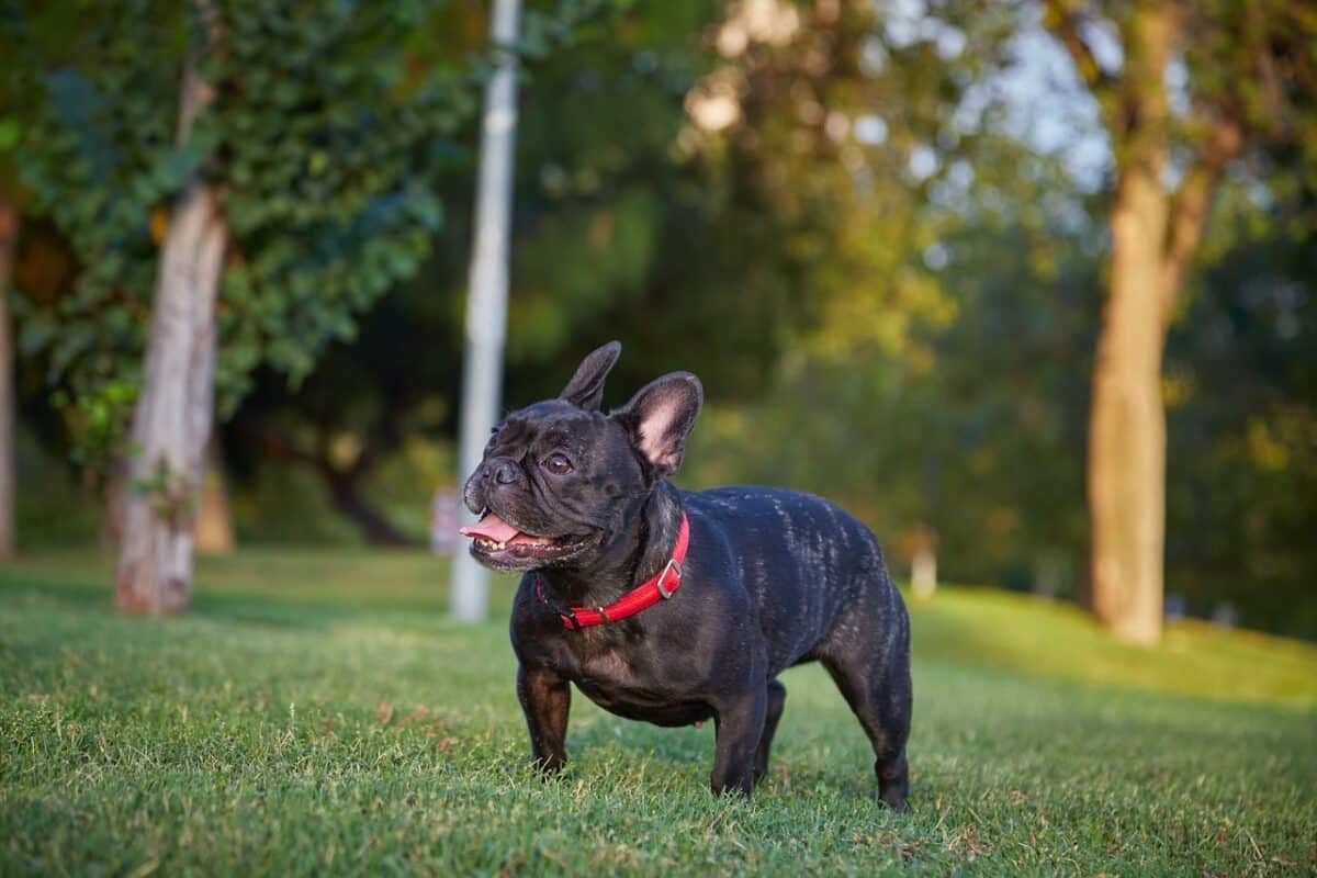 french bulldog 5340025 1280 e1730458958561 1