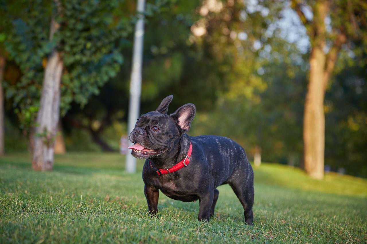 french bulldog 5340025 1280