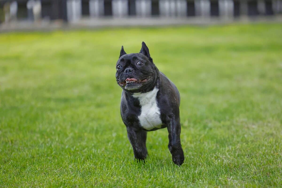 french bulldog 7159242 1280 e1728628334643