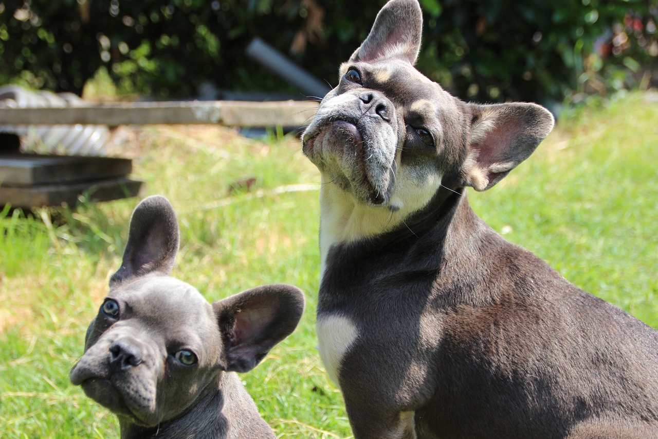 french bulldogs 6697841 1280