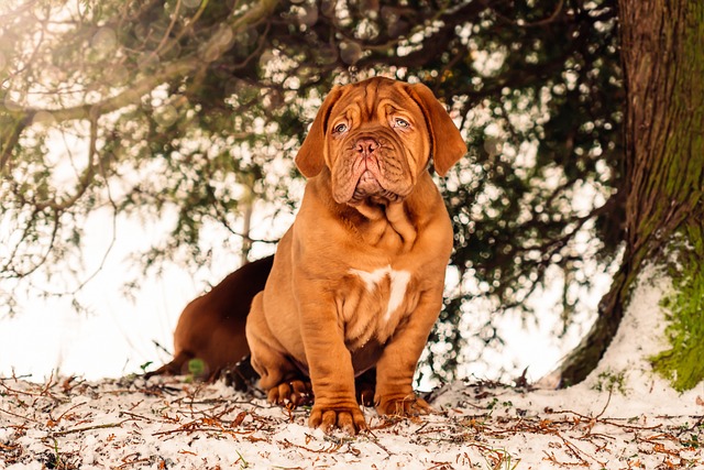 french mastiff 5971208 640 1