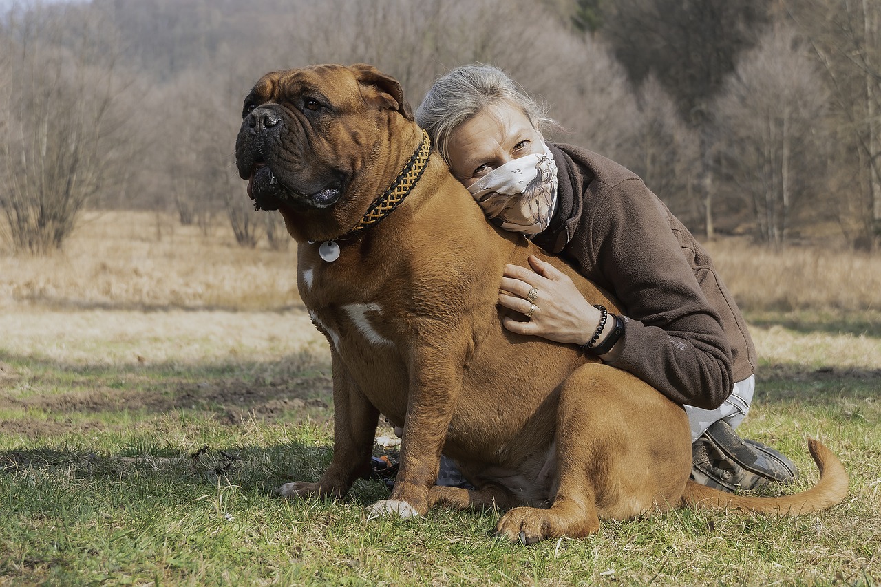 french mastiff 5971211 1280