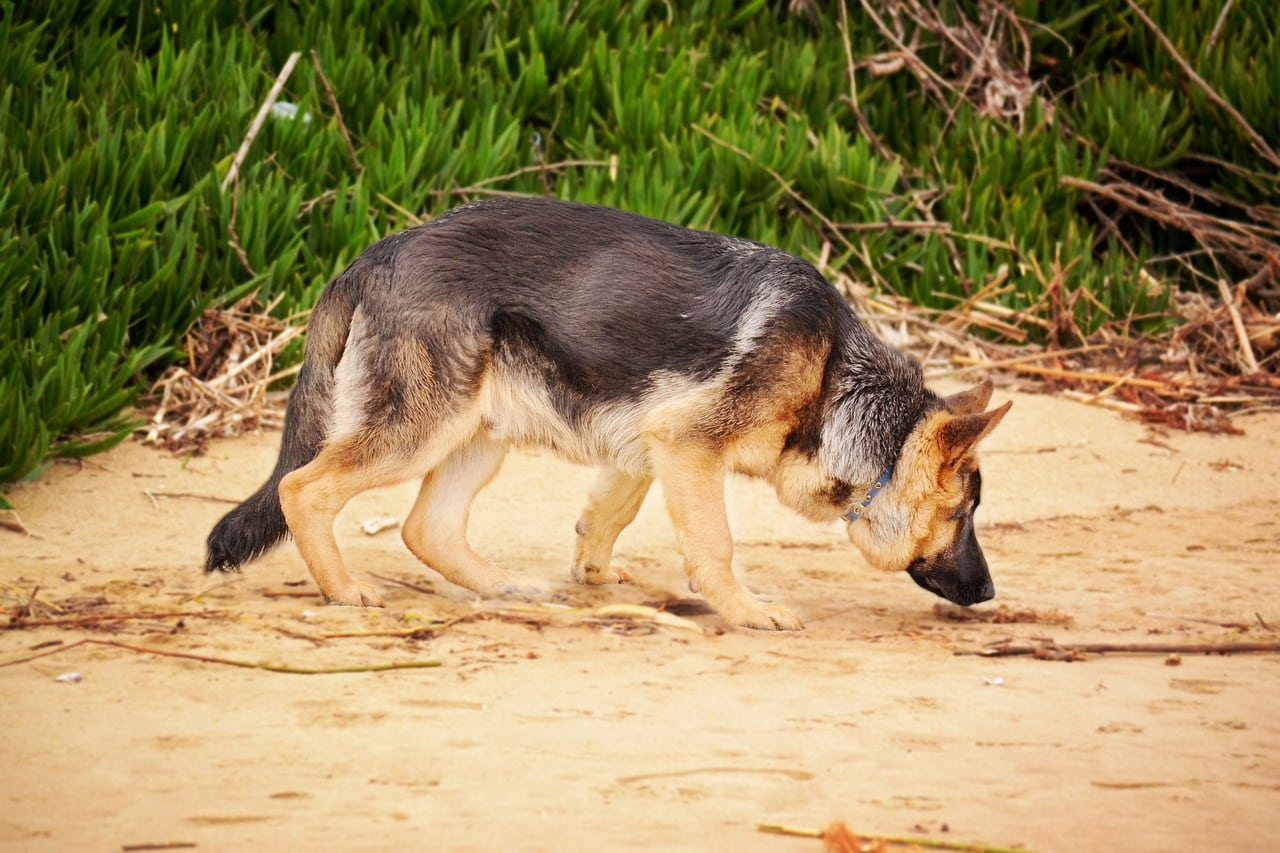 german shepherd 1970053 1280 1 1