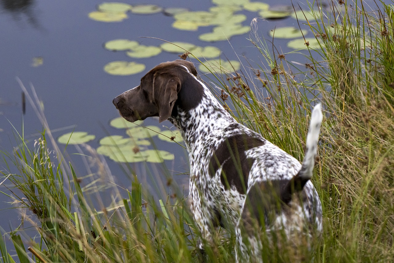 german shorthaired pointer 6349447 1280