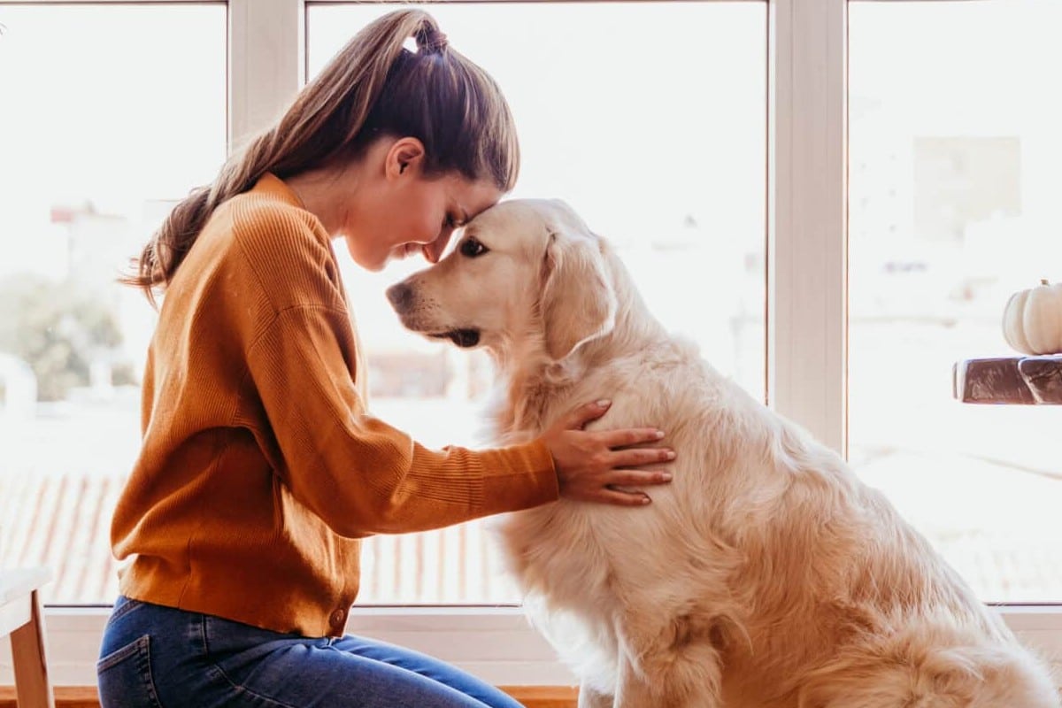 Golden Retriever with human