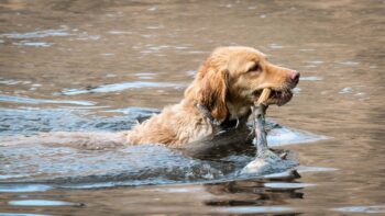 golden retriever 2203212 1280 350x197 1