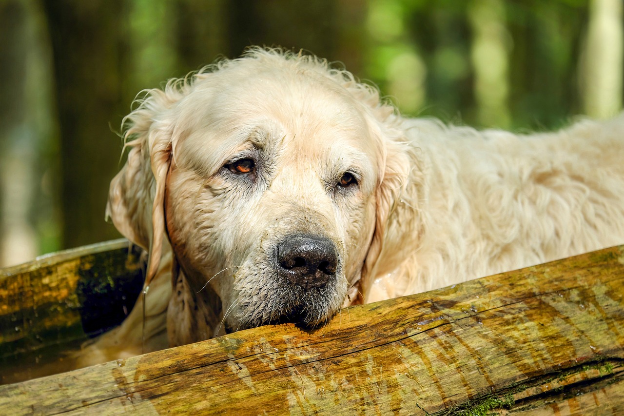 golden retriever 2705639 1280