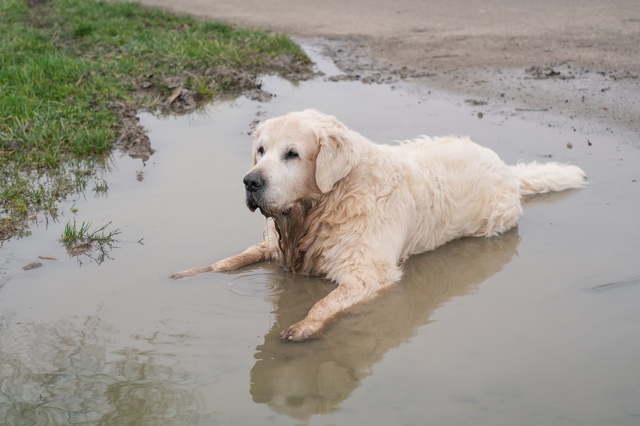 golden retriever 4724716 1280