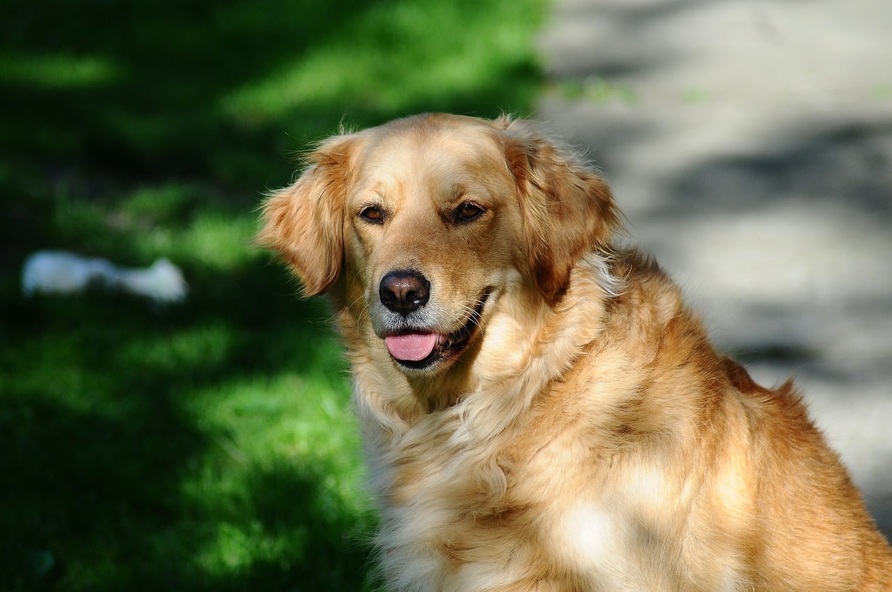 golden retriever 932898 1280