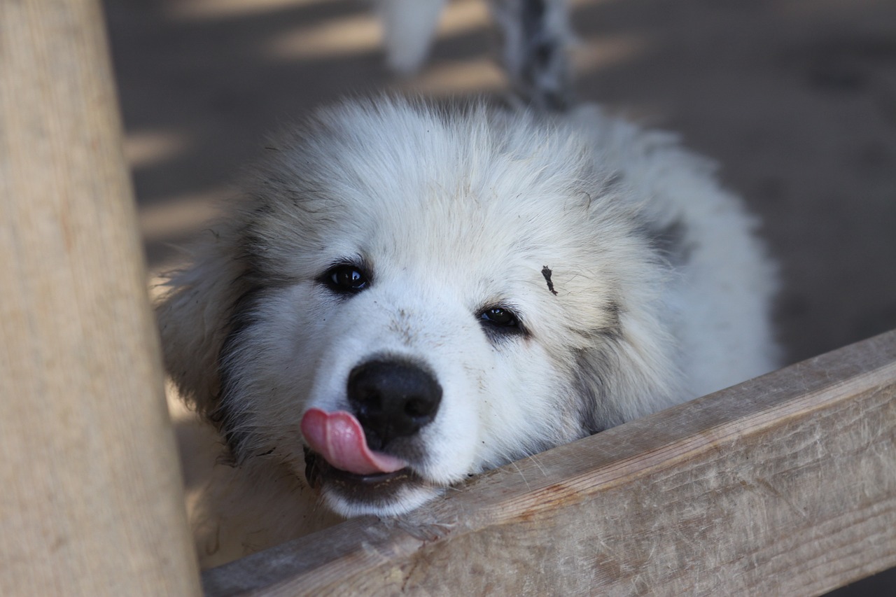 great pyrenees 4352728 1280