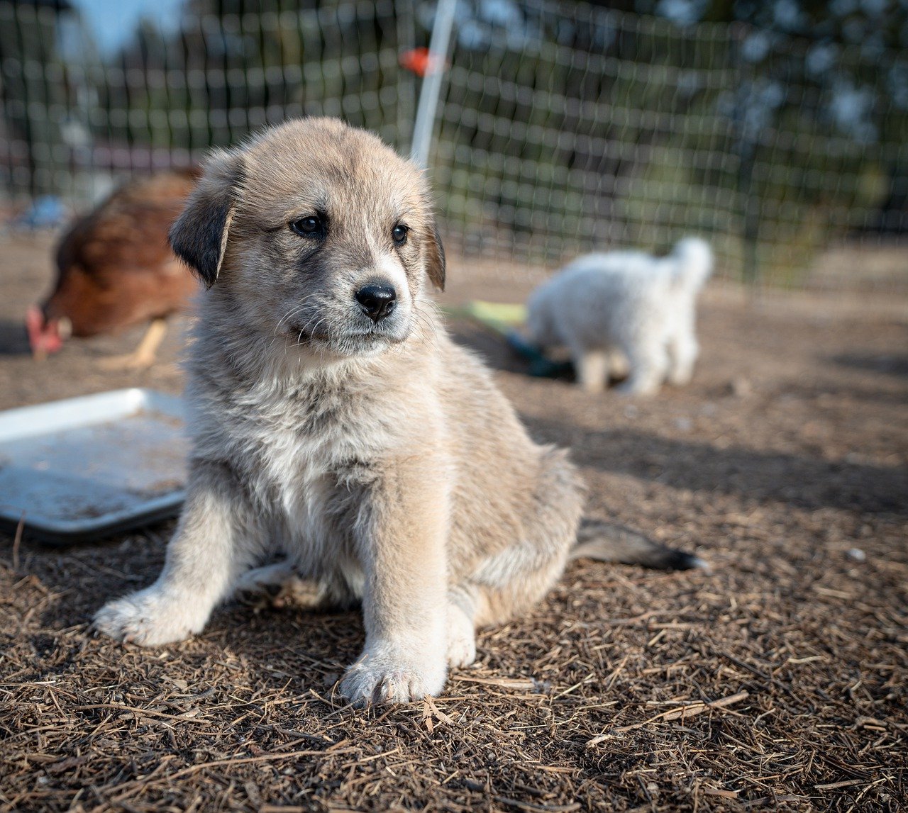 great pyrenees 7617750 1280 1