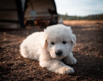 great pyrenees 7617755 1280 350x276 1