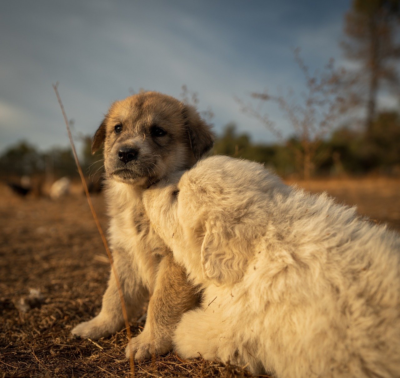 Great Pyrenees