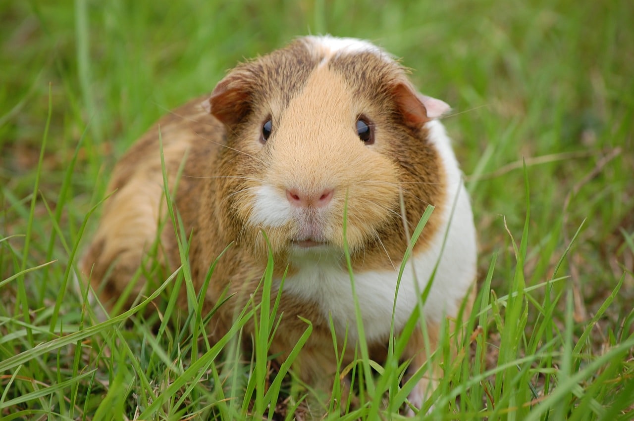 guinea pig 242520 1280