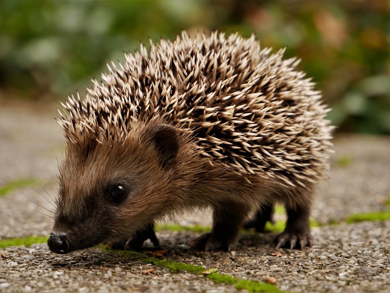 hedgehog 5476447 1280