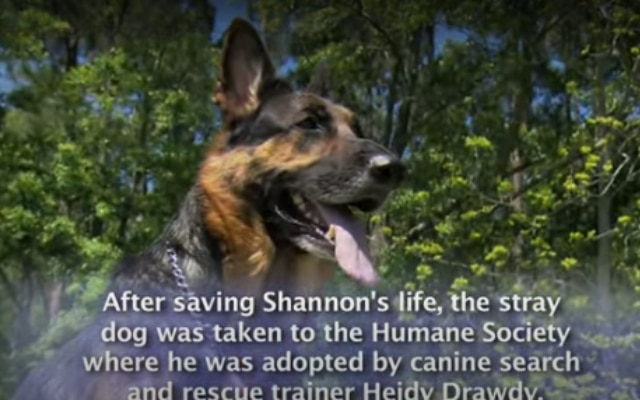 heroic dog saves woman from car crash 2