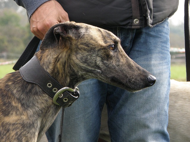 hungarian greyhound 5016524 640