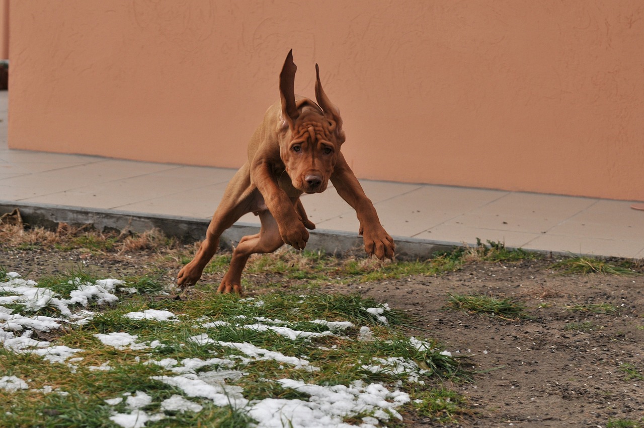 hungarian vizsla 292143 1280