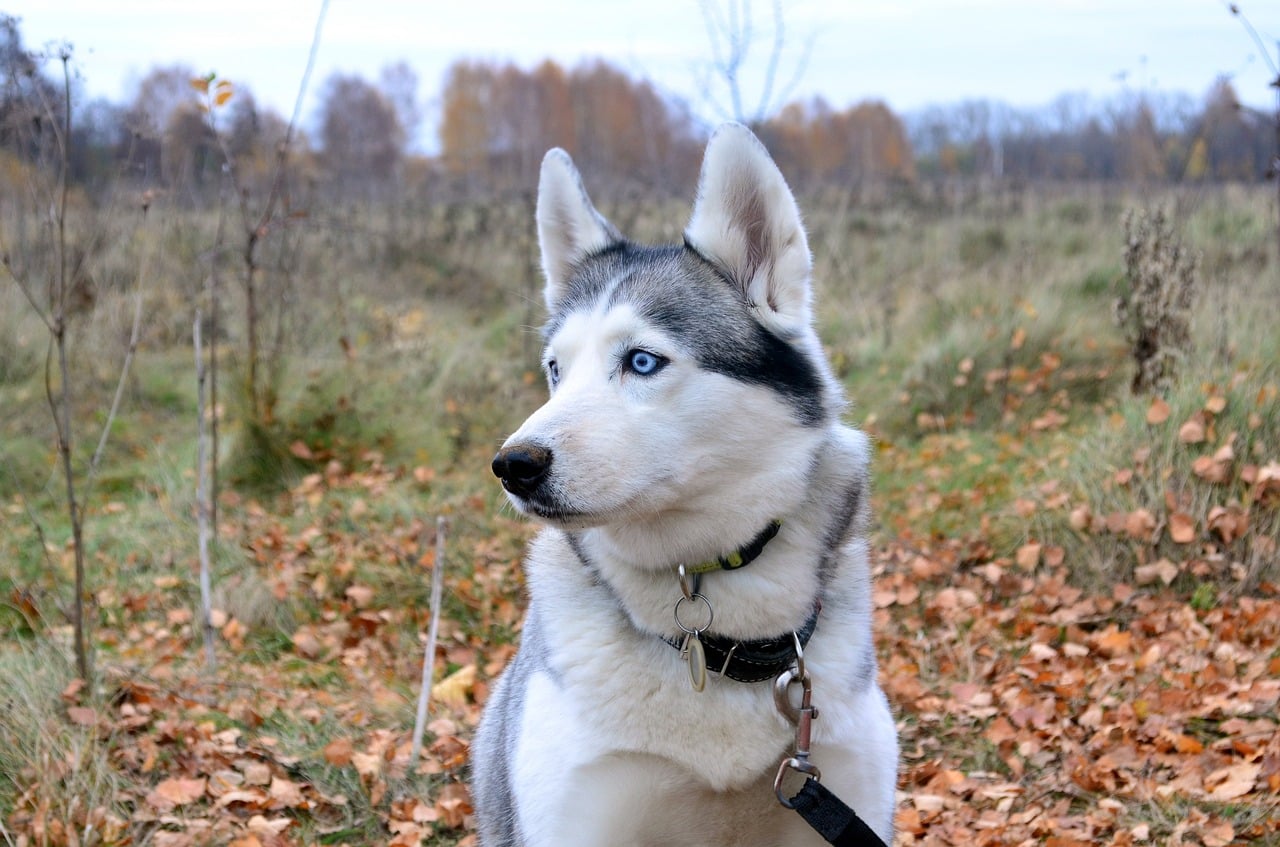 husky 4068047 1280