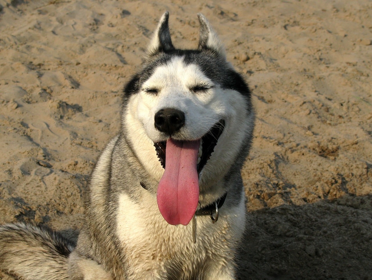 husky 4901481 1280