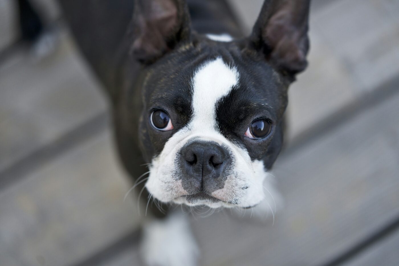 igorthegoodboy on ig boston terrier G 7WU5AFBvQ unsplash 1400x934 1