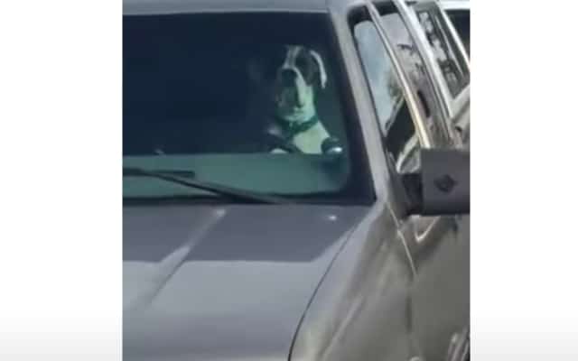 impatient dog honks car 1