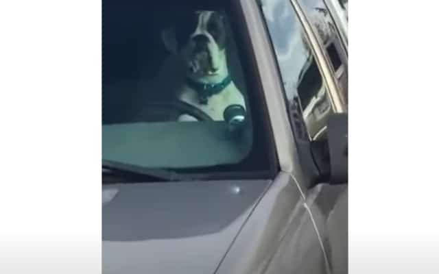 impatient dog honks car 2