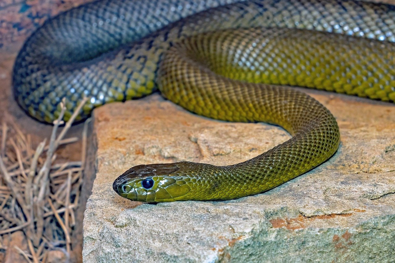 inland taipan 9124301 1280