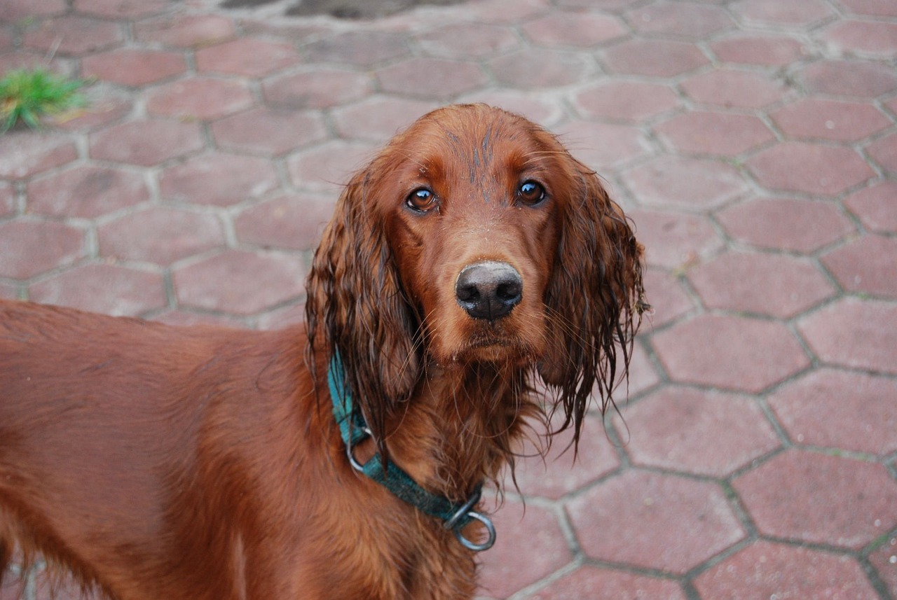 irish setter 959117 1280