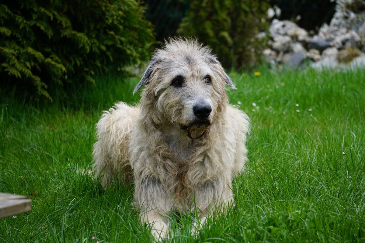 irish wolfhound 1789938 1280 2 e1728404069837