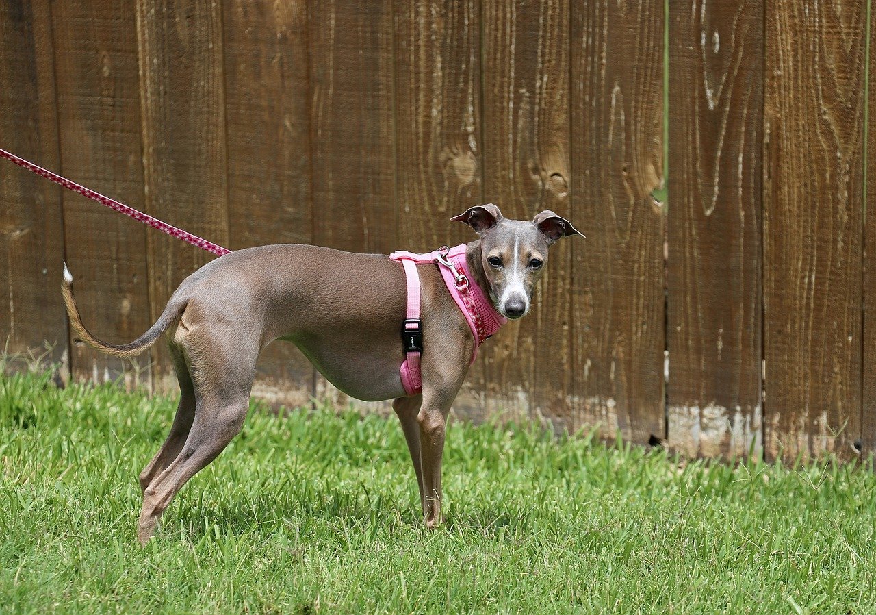 italian greyhound 8040466 1280 2