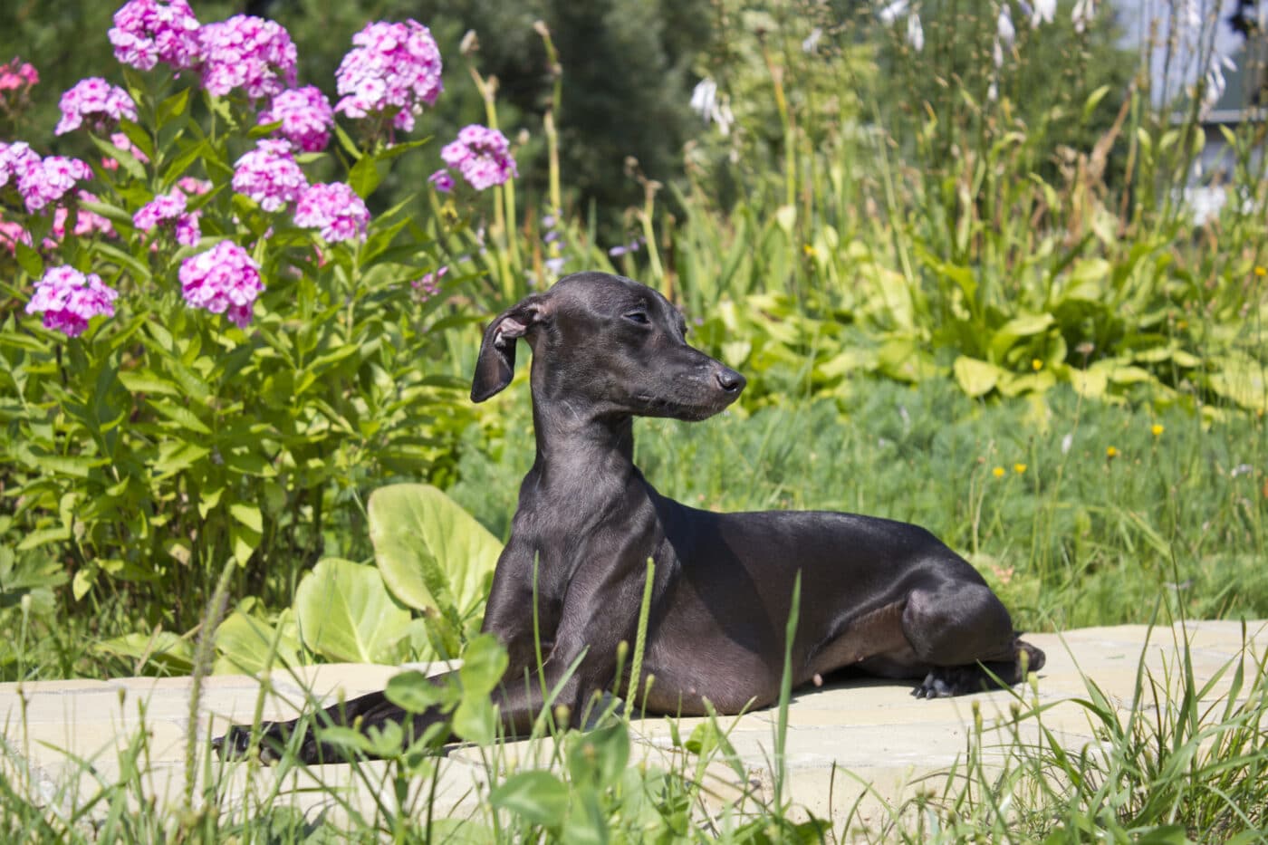 italian greyhound garden 1400x933 1