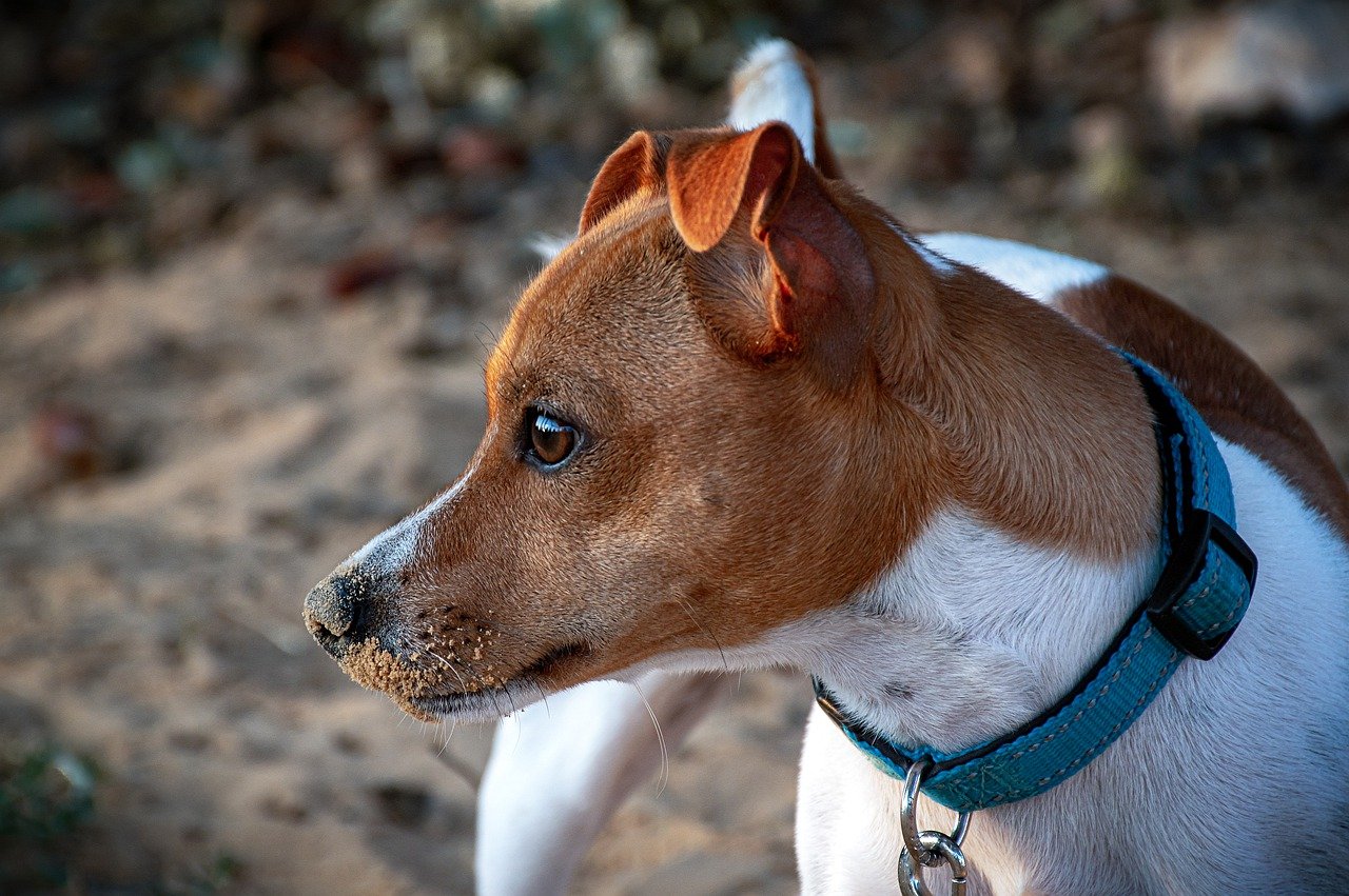 jack russell terrier 7676578 1280 1